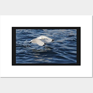 Sucessful fishing Kittiwake Posters and Art